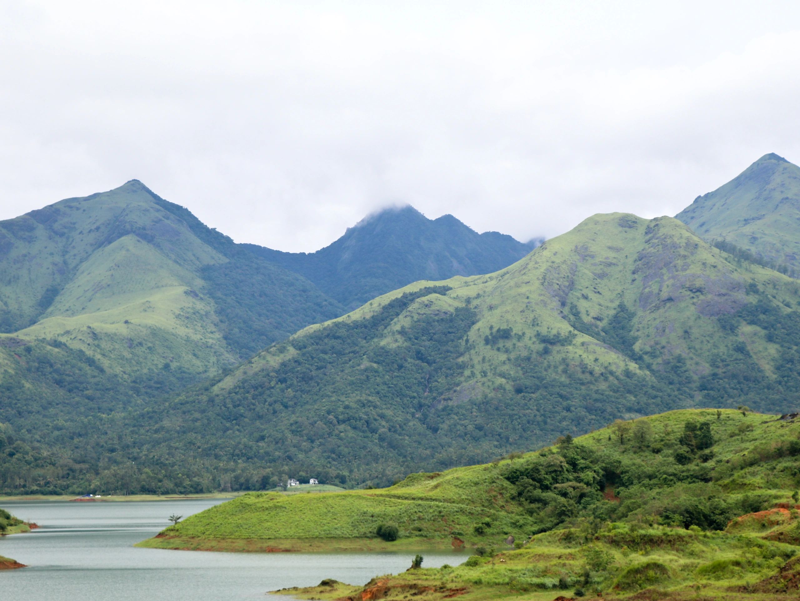 Lush green hills and tea-growing landscape in India