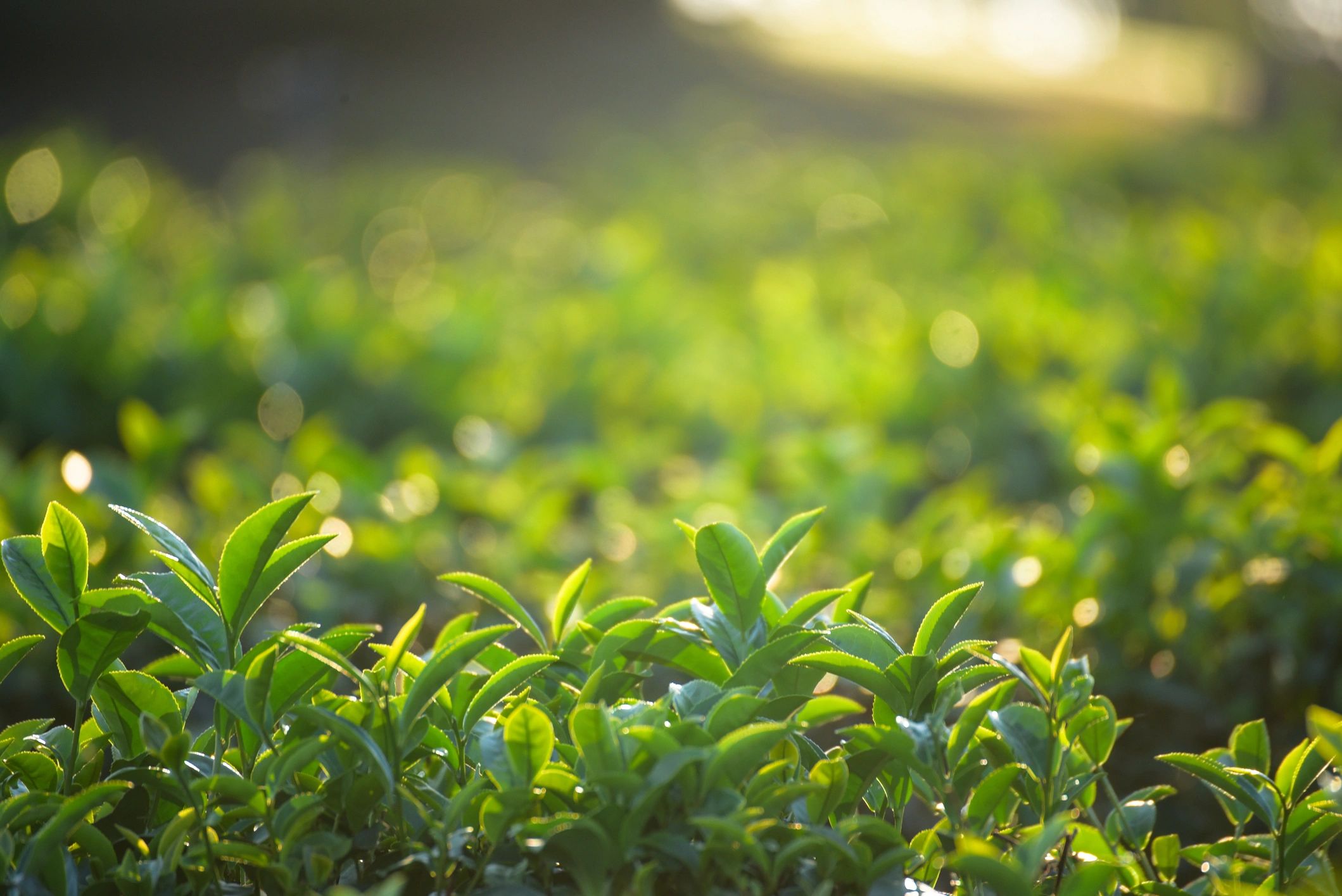 Hand plucking fresh tea leaves in a tea garden