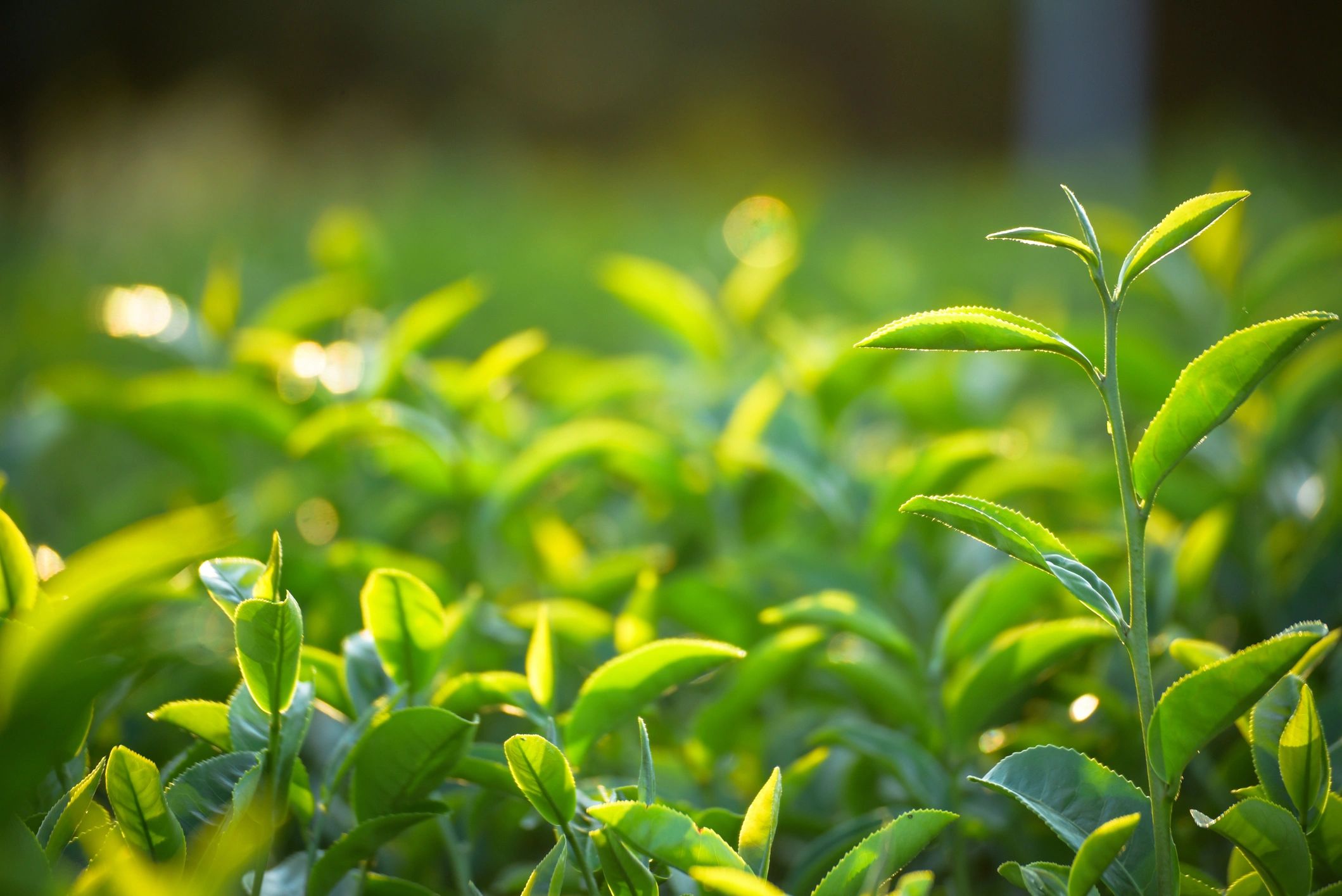 Close-up of fresh green tea leaves in morning light